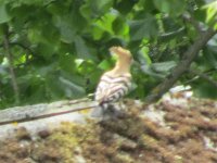 hoopoe1.jpg