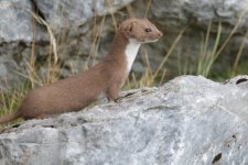 weasel 7.JPG