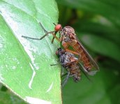 robber fly ex IMG_2192 (800).JPG