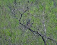 Hook-billed Kite.jpg