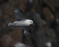 Fulmar_Cove Bay_040720a.jpg