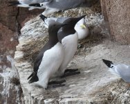 Guillemot_Cove Bay_040720a.jpg