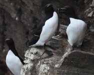 Razorbill_Cove Bay_040720a.jpg