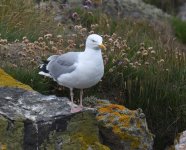 Herring Gull_Cove Bay_040720a.jpg