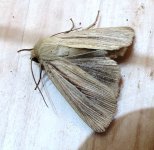 smoky wainscot ex IMG_2354.JPG