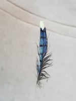 feather 1.jpg