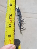 feather2.jpg