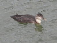 HE Yellow Billed Diver 3.JPG