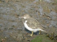 HE Spotted Sandpiper 2.JPG