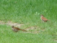 Brown Thrasher.jpg