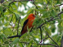 Scarlet Tanager.jpg