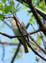 Warbling Vireo.jpg