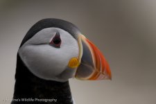 Puffin.jpg