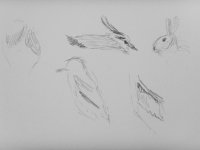 rabbit stone curlew lapwing 23.jpg