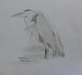 aaGrey Heron2.jpg