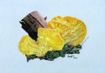 Chicken of the woods0001.jpg