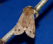 Moths-twin-spot-Quaker-2.jpg