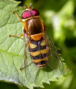 hoverfly (650).jpg