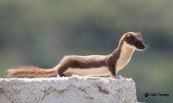 weasel IMG_8568.jpg