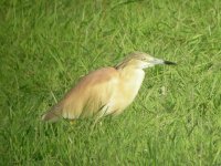 Cross Ness LNR Squacco Heron 1.JPG