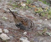 Song Sparrow 2.jpg