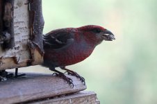 Pine Grosbeak fn 2.jpg