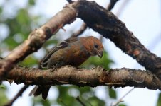 Pine Grosbeak fn 4.jpg