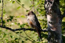 Siberian Jay fin 2.jpg