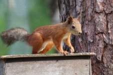 Red Squirrel fn 1.jpg