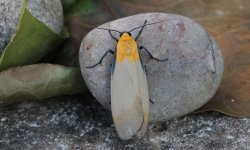 Four-spotted Footman (male) 001.jpg