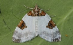 Blue-bordered Carpet 001.jpg