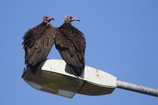 20200113 (54)_Hooded_Vulture.JPG