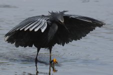 20200113 (59)_Black_Heron.JPG