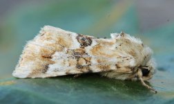 Dusky Sallow 001.jpg