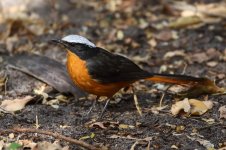 20200113 (70)_White-crowned_Robin-chat.JPG
