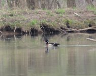 Wood Duck.jpg