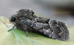 Straw Underwing 001.jpg