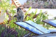 20200113 (75)_Green_Vervet_Monkey.JPG