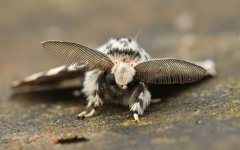 Black Arches 003.JPG