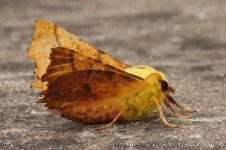 Canary-shouldered Thorn 003.JPG