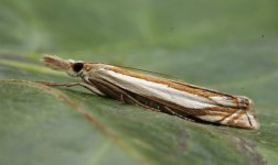 Crambus pascuella 001.jpg