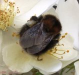 bee 1a ex IMG_1492.JPG