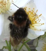 bee 1b ex IMG_1493.JPG