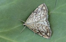 Evergestis pallidata 001.jpg