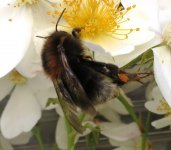 bee 1c ex IMG_1494.JPG