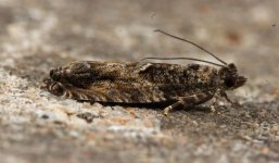 Epinotia nisella 001.jpg