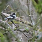 Male Pied Flycatcher.jpg