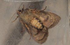 005 Copper Underwing 001.JPG