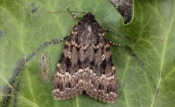 006 Svennson's Copper Underwing 002.JPG