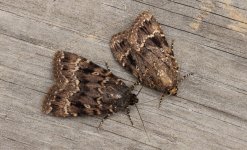 008 Copper Underwings (both species) 002.JPG